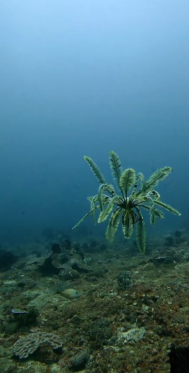 زنبق البحر يشبه النباتات الراقصة