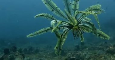 زنبق البحر.. مصورة ترصد كائنا بحريا يسبح بطريقة غريبة مثل "النباتات الراقصة"